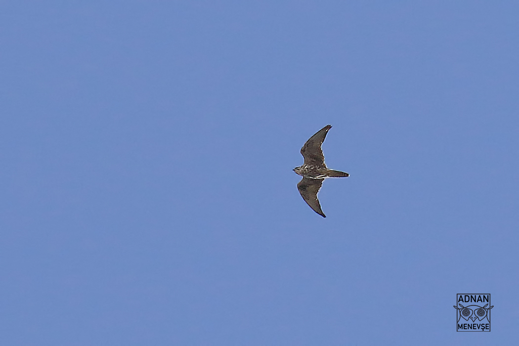 Lanner Falcon